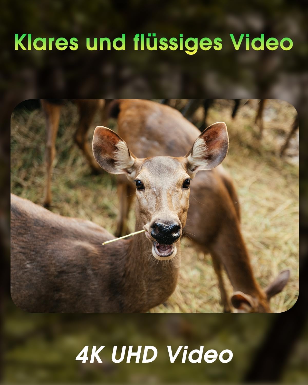 Wildkamera mit WLAN, 4K, Nachtsicht, IP67, 130° Winkel