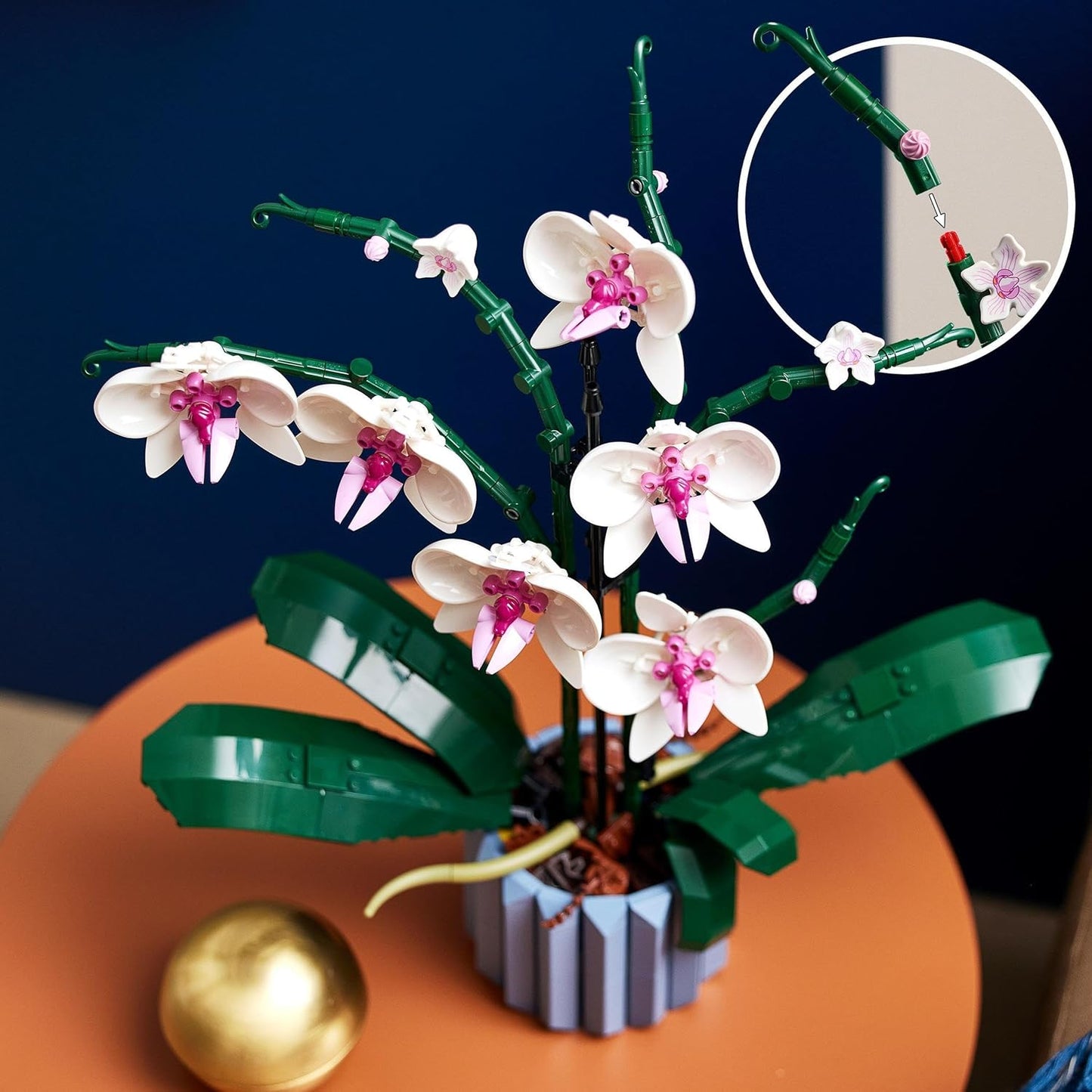 Orchidee, Single