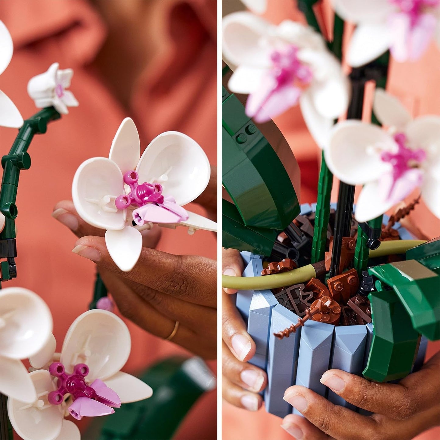 Orchidee, Single