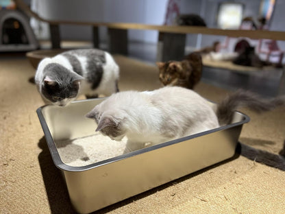 Katzentoilette, geruchsneutral, 60x40x15cm Silber